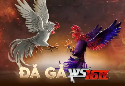 Sảnh đá gà VABET